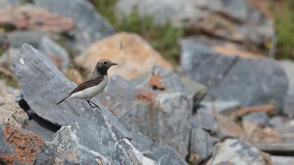Aksırtlı kuyrukkakan