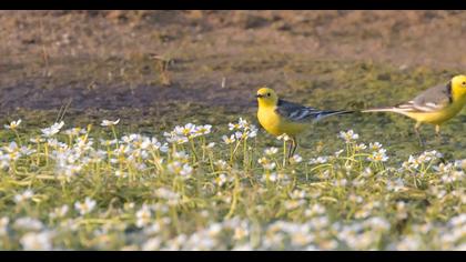 Sarıbaşlı kuyruksallayan