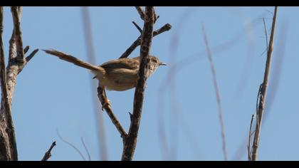 Dikkuyruklu ötleğen