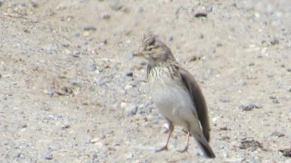 Türkistan çorak toygarı