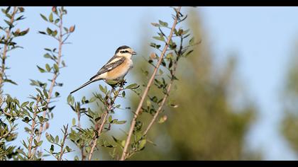Maskeli örümcekkuşu