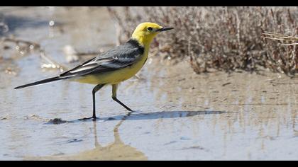 Sarıbaşlı kuyruksallayan