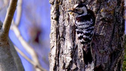 Küçük ağaçkakan