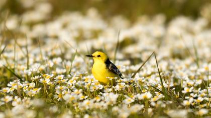 Sarıbaşlı kuyruksallayan
