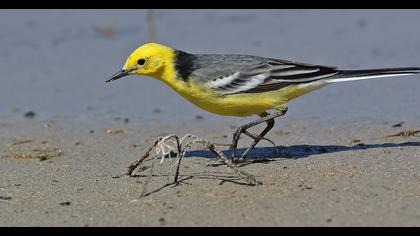 Sarıbaşlı kuyruksallayan