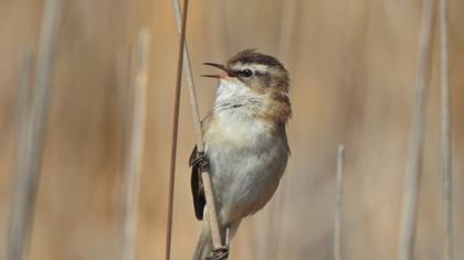 Bıyıklı kamışçın