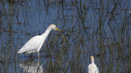 Sığır balıkçılı