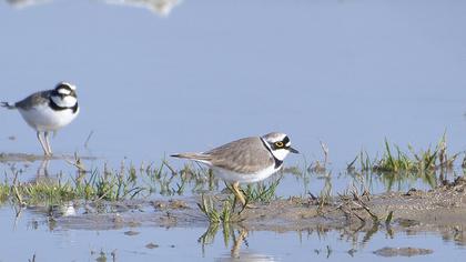 Halkalı küçük cılıbıt