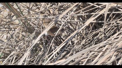 Bataklık kamışçını