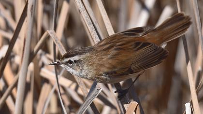 Bıyıklı kamışçın