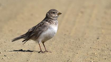 Türkistan çorak toygarı