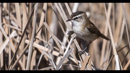 Bıyıklı kamışçın