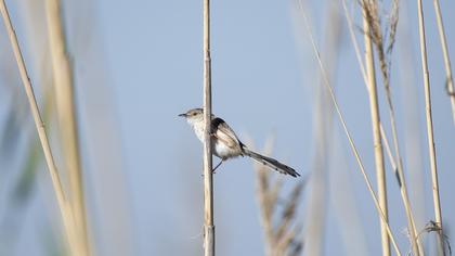 Dikkuyruklu ötleğen