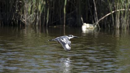 Alaca yalıçapkını