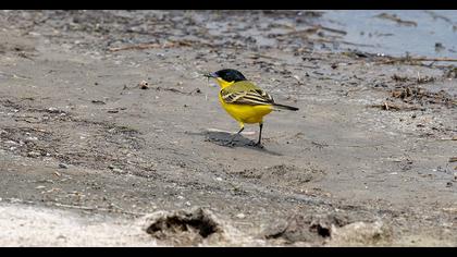 Sarı kuyruksallayan