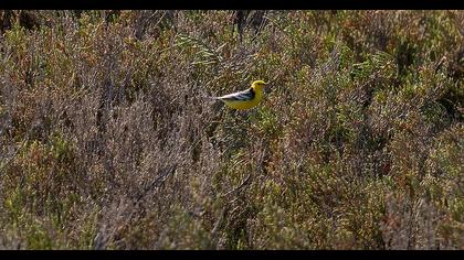 Sarıbaşlı kuyruksallayan