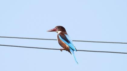 İzmir yalıçapkını