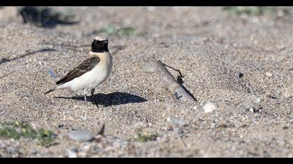 Karakulaklı kuyrukkakan