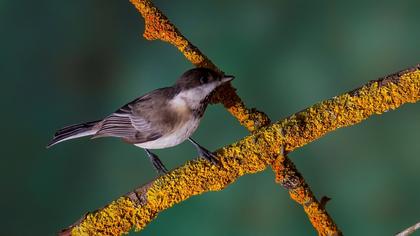 Akyanaklı baştankara