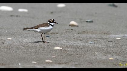 Halkalı küçük cılıbıt