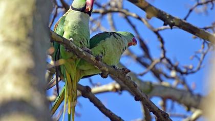 İskender papağanı