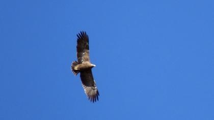 Küçük orman kartalı