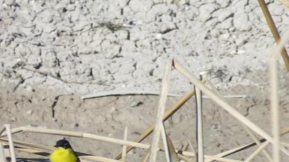 Sarı kuyruksallayan