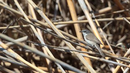 Küçük akgerdanlı ötleğen