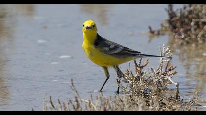 Sarıbaşlı kuyruksallayan