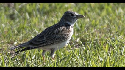 Küçük boğmaklı toygar