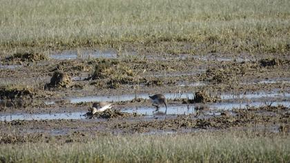 Karakarınlı kumkuşu