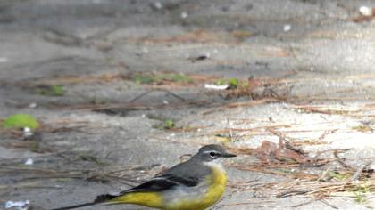 Dağ kuyruksallayanı