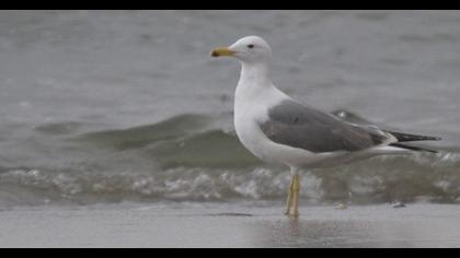 Van gölü martısı