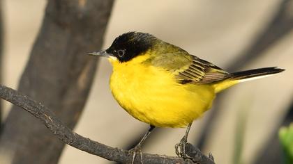 Sarı kuyruksallayan