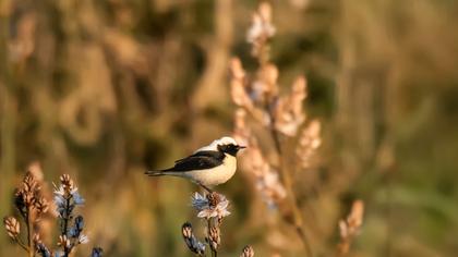 Karakulaklı kuyrukkakan