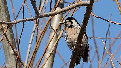 Küçük ağaçkakan