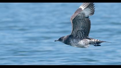 Kütkuyruklu korsanmartı