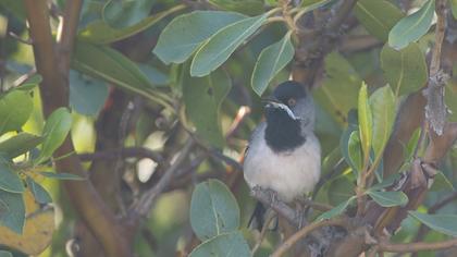 Karaboğazlı ötleğen