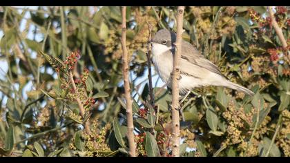 Küçük akgerdanlı ötleğen