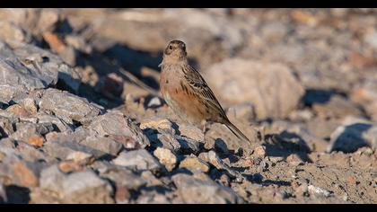Kızılgerdanlı incirkuşu