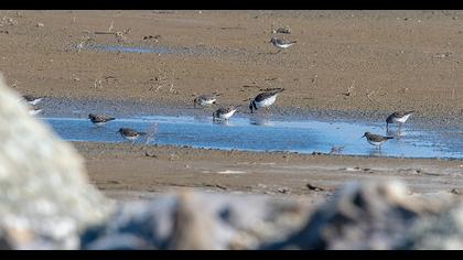 Halkalı küçük cılıbıt