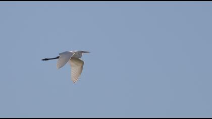 Büyük ak balıkçıl