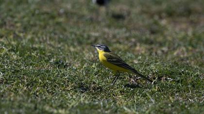 Sarı kuyruksallayan