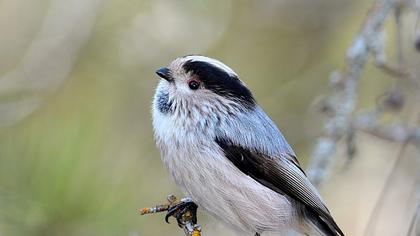 Uzunkuyruklu baştankara