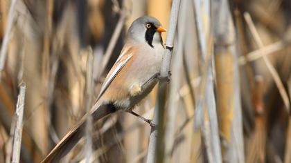 Bıyıklı baştankara