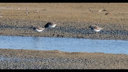 Sarıbacaklı kumkuşu