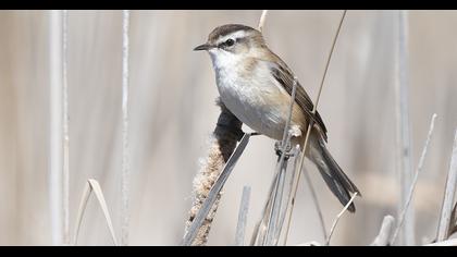 Bıyıklı kamışçın