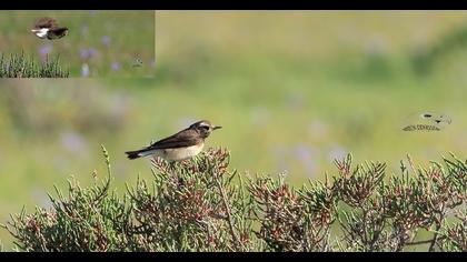 Kıbrıs kuyrukkakanı