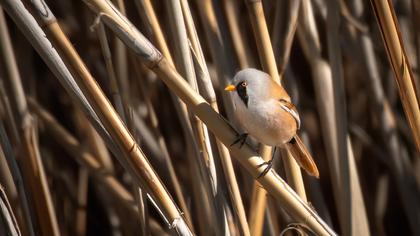 Bıyıklı baştankara