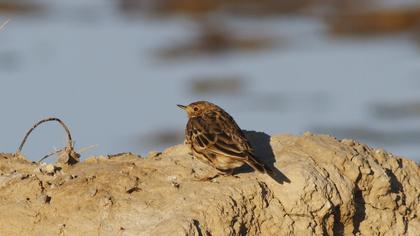 Kızılgerdanlı incirkuşu